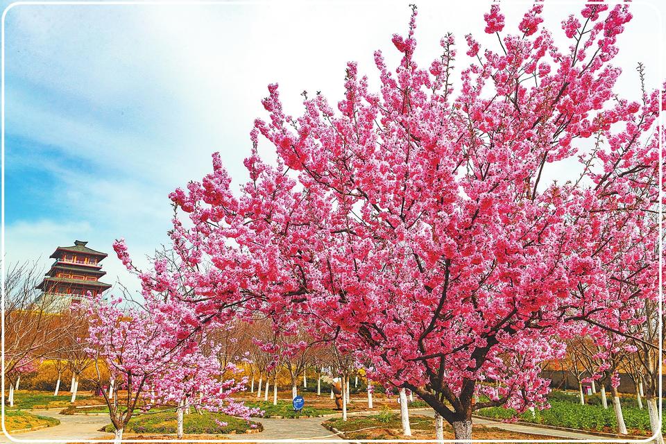 3月14日,荥阳市丰乐樱花园内,绽放的樱花把春天装扮得分外美丽.