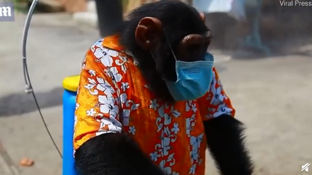 动物园让黑猩猩戴口罩骑车消毒 有网友质疑这是虐待动物的行为