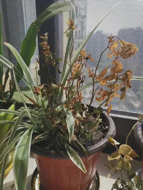 上热搜!女护士援鄂67天回家后惊呆了 这样的男人自己含泪也要养好了