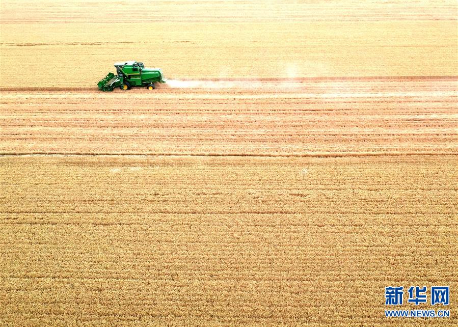 （经济）（3）金色田野里“瞰”麦收