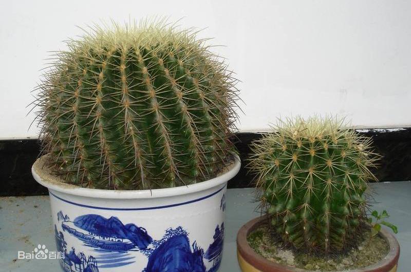 适合办公室的绿植有哪些？办公室养什么植物运气好？