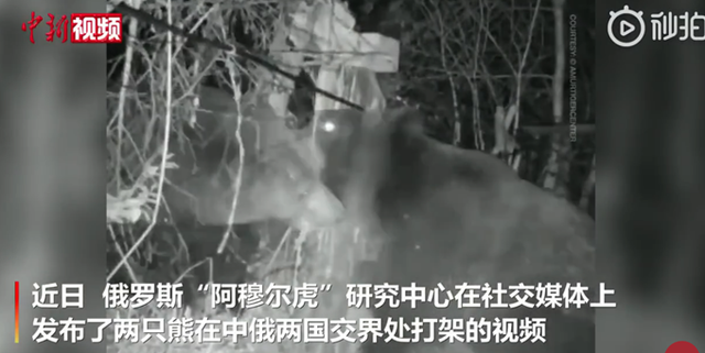 中俄边境两只熊打架，监控记录斗殴全过程