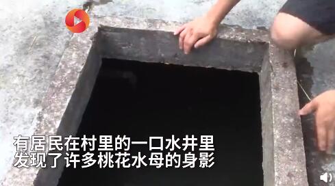 海南农家水井出现大量桃花水母 稀有程度媲美大熊猫