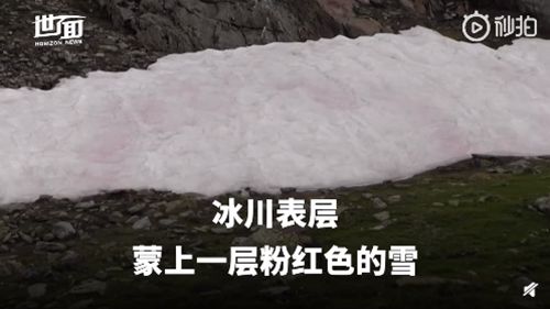 阿尔卑斯山出现粉色冰川 表面蒙上一层粉红色的雪