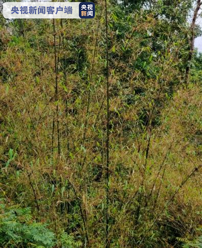 黄脊竹蝗入侵云南普洱 目前累计发生面积近10万亩