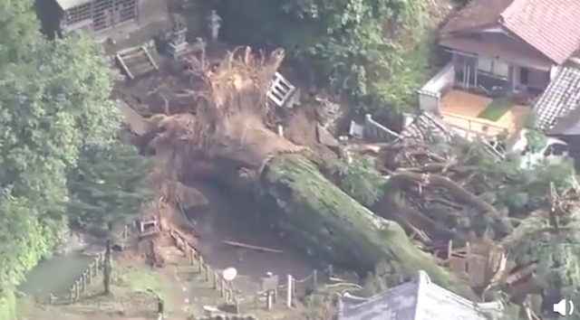 日本千年神树因大雨连根倒地 曾是当地人的心愿寄托