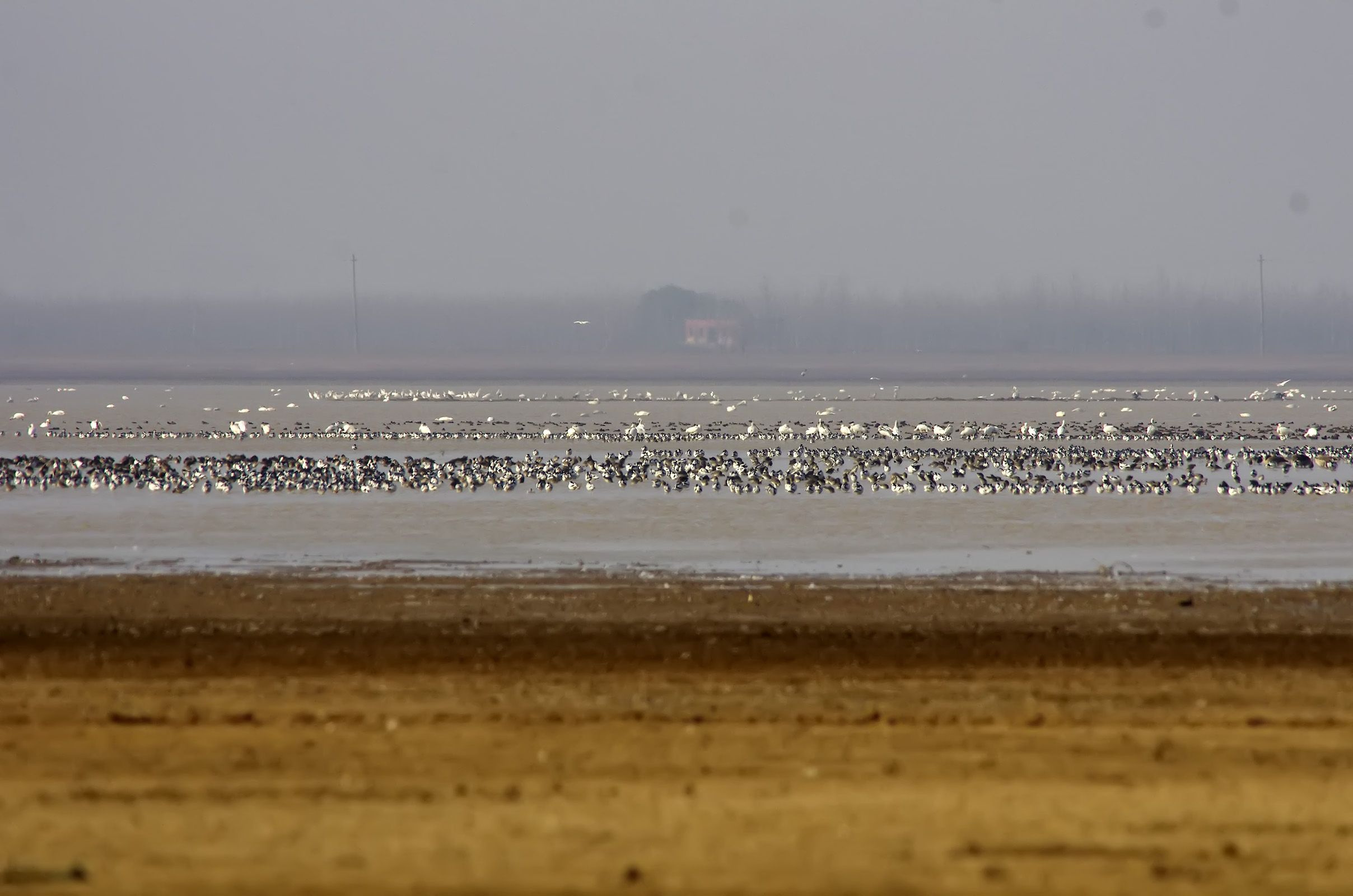 高水位将影响鄱阳湖越冬水鸟 每年超60万只水鸟越冬