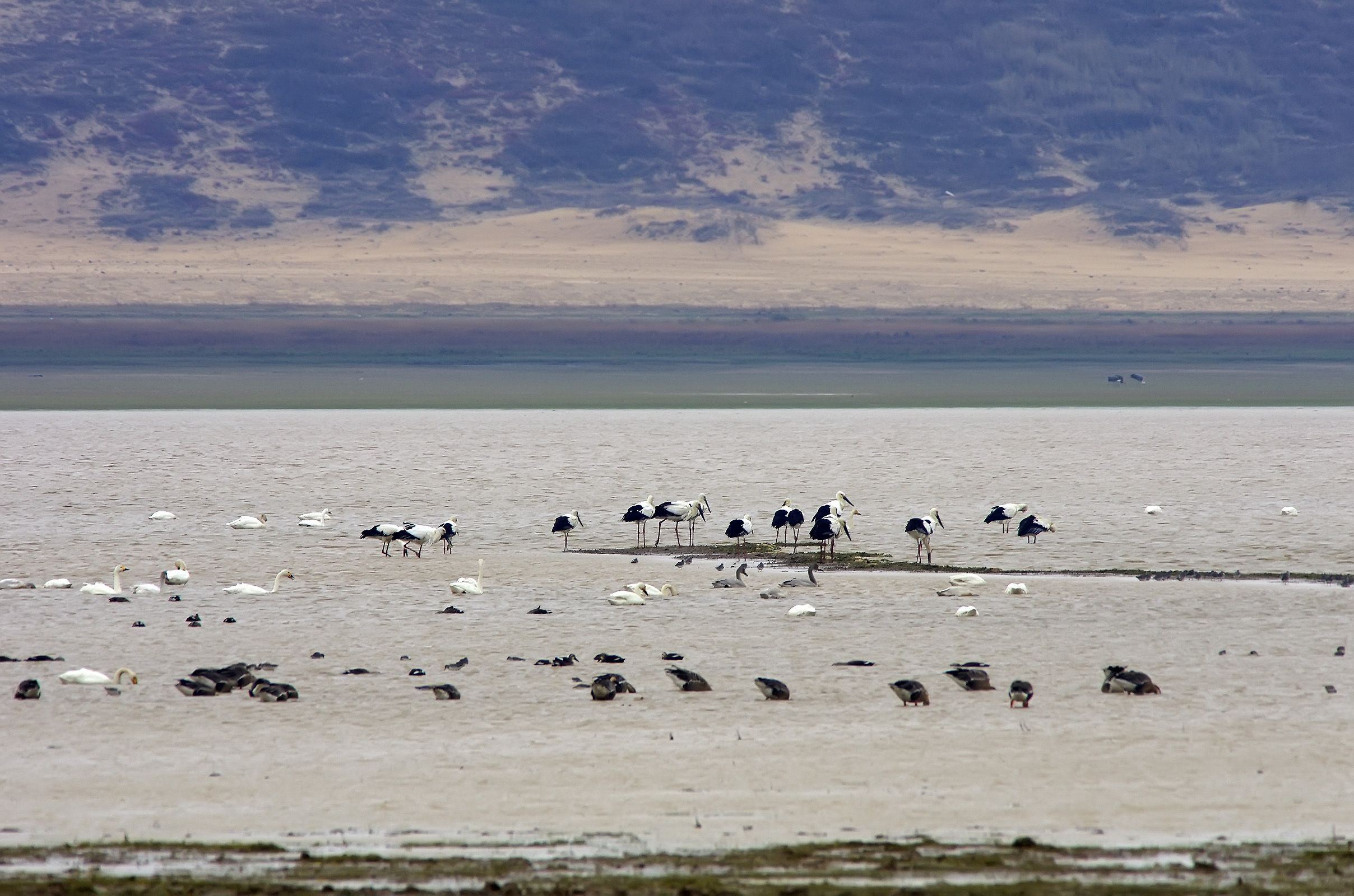 高水位将影响鄱阳湖越冬水鸟 每年超60万只水鸟越冬