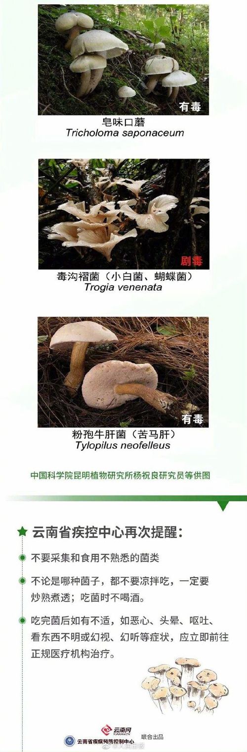 云南今年来野生菌中毒已致12死!哪些蘑菇有毒不能吃(图表)