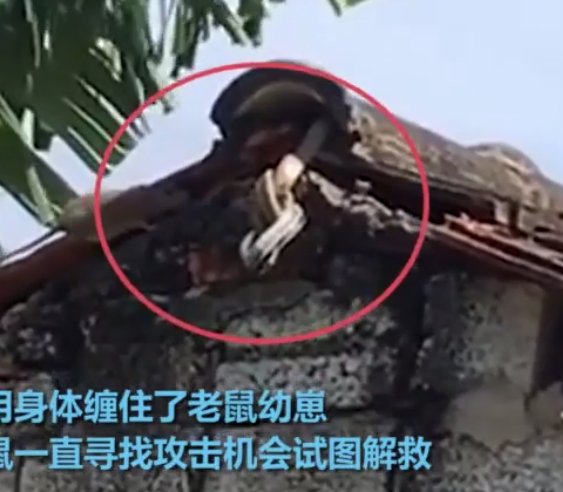 蛇是有灵性的能吃吗 b52743ec-1bc9-4317-9e37-44e05975e54b.png