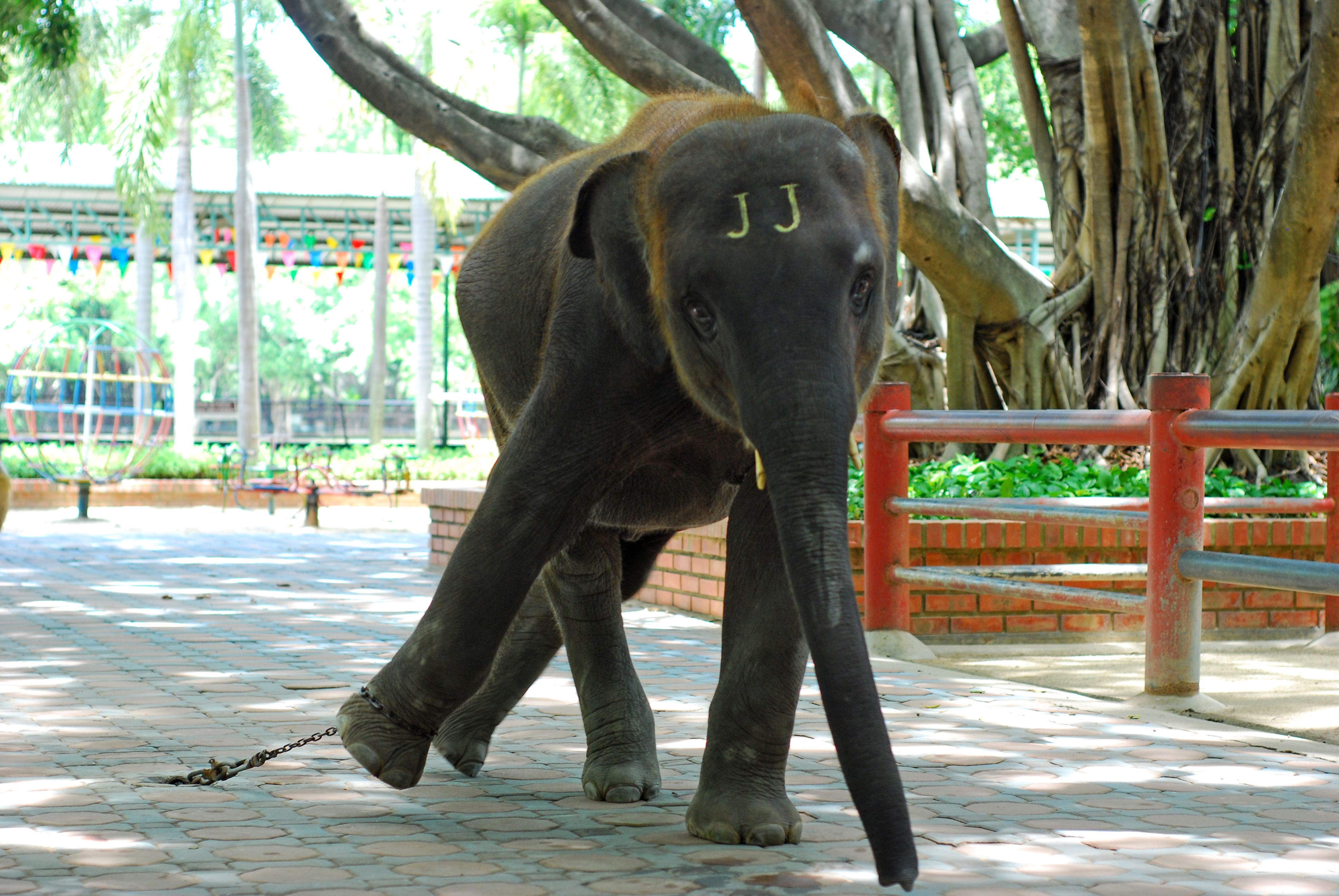 房間裡的大象：泰國野象深夜拜訪民宅 進廚房翻找食物 | 動物友善網
