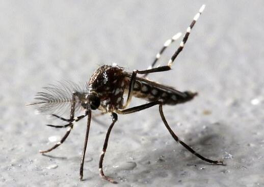 美国批准释放7.5亿只转基因蚊子 借以减少疾病传播