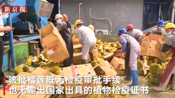 广西多名市民吃海上榴莲食物中毒无检疫审批手续