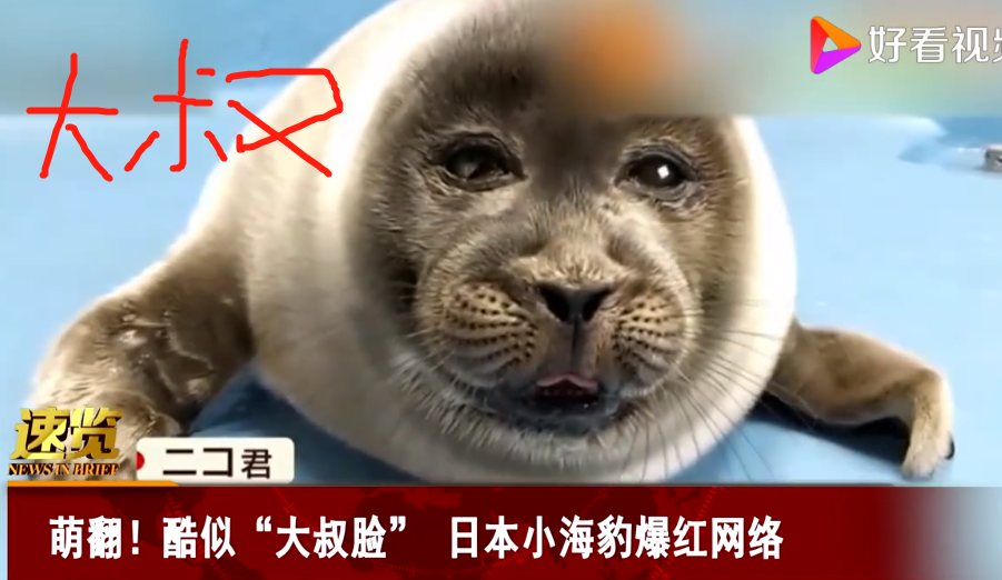 日本小海豹酷似大叔脸爆红