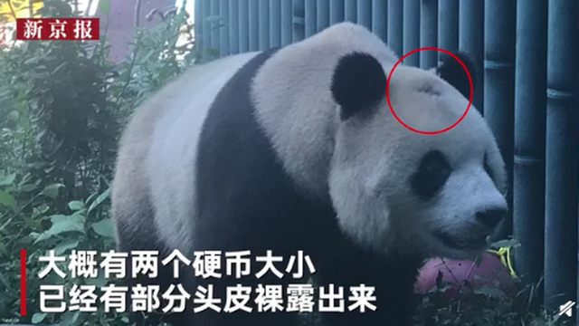 北京动物园回应网红熊猫秃头什么情况？具体是怎么回事？