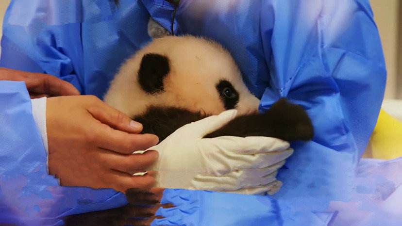 韩国综艺看大熊猫 0eccd4b0-dbb6-4c6d-877b-09840642db58.jpg