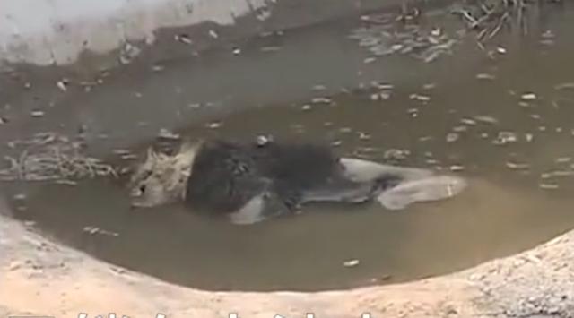 动物园回应狮子泡水池中疑似死亡 因生病体力不支溺亡