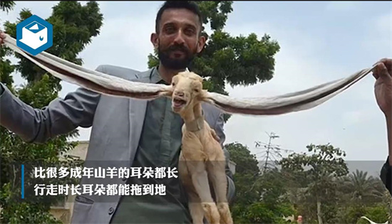 华体会体育:小山羊长出48厘米长耳朵走红 多个电视节目邀请它作为嘉宾出镜