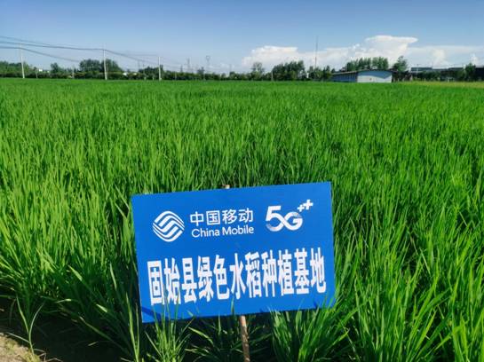 移起向新 數(shù)智興農(nóng) 河南移動“5G+AI”戰(zhàn)高溫護秋糧
